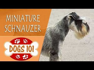 Dogs 101 - MINIATURE SCHNAUZER - Top Dog Facts About the MINIATURE SCHNAUZER