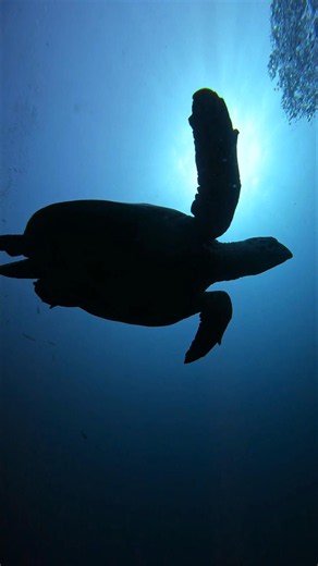 Sea turtle emerging from the shipwreck 💙 #scubadiving #scuba #ocean #bali #indonesia #seaturtle