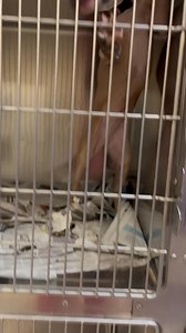 Come see all of our fur babies that are left!! They are all super sweet and waiting to go to their forever home today, all of their fees have been waived except for grits and hers is $10✨ For more information on these sweet pups check the current adoptable dogs album🐶🩷 | Decatur Animal Services