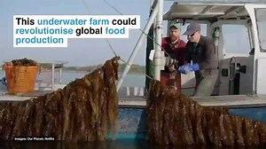 Could Underwater Farming Revolutionise Food Production? ⠀⠀⠀⠀⠀⠀⠀⠀⠀⠀⠀⠀⠀⠀⠀⠀⠀⠀ This inspiring ocean farmer hopes to feed the world with a pioneering new way of growing food. ⠀⠀⠀⠀⠀⠀⠀⠀⠀⠀⠀⠀⠀⠀⠀⠀⠀⠀ These vertical seaweed farms are helping to restore our oceans and tackle climate change. ⠀⠀⠀⠀⠀⠀⠀⠀⠀⠀⠀⠀⠀⠀⠀⠀⠀⠀ Source: WWF - @Netflix's #OurPlanet ⠀⠀⠀⠀⠀⠀⠀⠀⠀⠀⠀⠀⠀⠀⠀⠀⠀⠀ Learn more: https://bit.ly/2Z66DqY | Global Agribusiness Forum