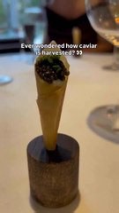 Ever wonder how caviar is harvested?