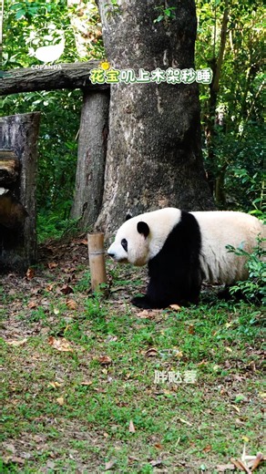 September 2 — Huabao climbed onto the wooden frame and fell asleep in seconds.