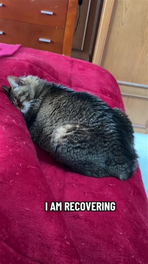 😻 I’m recovering from surgery and this is my nurse, Auriel, who takes her responsibilities very seriously, and doesn’t tolerate any goofing off on the job 😻 #cat #catsoftiktok #nurse #pet #gay