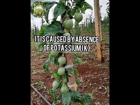 DISEASES IN PASSION FRUIT: NUTRITIONAL DISEASES, PART 1 /A