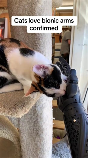 Cats love bionic arms confirmed 🐈 🦾 #cat #catsoftiktok #bionic #disability #limbdifference