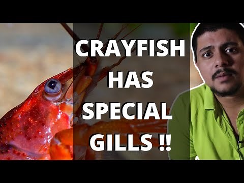 How Do Crayfish Breathe?