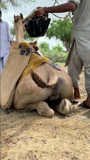 رجل فقير يجلس عند البئر مع جمله عطشانًا يطلب الماء