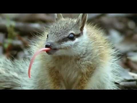 The Numbat