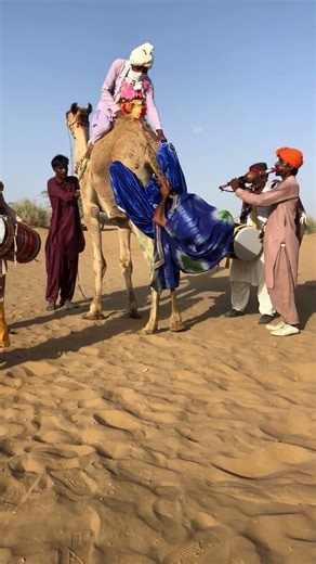 حفل زفاف مفاجئ في الصحراء! ما الذي فعله الجمل ليثير قلق الجميع؟