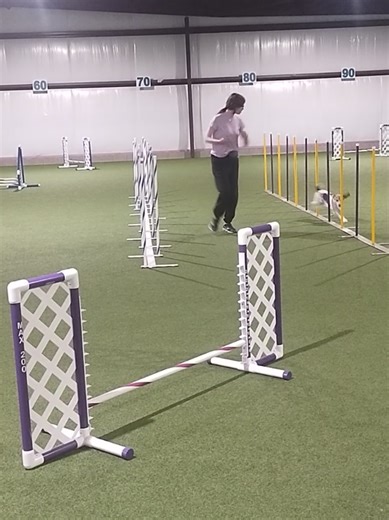 Fawn's first full twelve weave poles, and she did them perfectly with the right two step rhythm. She has come so far in her training and I'm so freaking proud of my girl! #rescuedog #dogsoftiktok #dogtraining #beagle #rescuedogsoftiktok #positivereinforcementdogtraining #offbreedagilitydog #dogsports #agilitybeagle #agilitydog #agikitydogsoftiktok