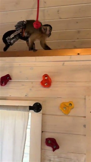 Silly girl #lox_and_ollie #capuchin #OnestyEver