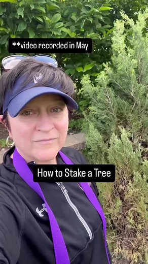 How to Stake a Tree for Wind Stability in Your Garden