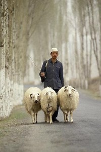 Sheep that REALLY Follow Their Shepherd - Our Rabbi Jesus