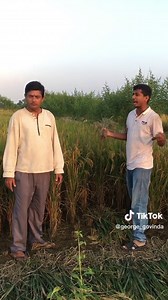 Harvesting Rice: Techniques for Effective Rice Picking