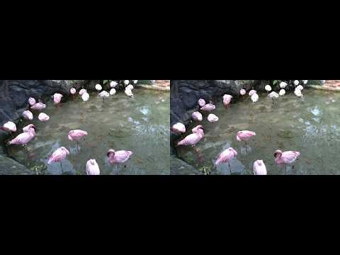Zen Moment: Sleeping Flamingos | 3D | Animal Kingdom | Walt Disney World | 03/12/26