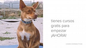 Tienes un perro, y él te tiene A TI 👣🐾 ➡️ ¡Únete a la comunidad de Canis Connection! Tu perro está deseando empezar 😌😁🐶💻 Y ahora, si te registras... mira lo que tienes preparado!! . He desarrollado algunos cursos GRATUITOS. Sí sí.. echa un vistazo y descúbrelo tú mism@👇🏼👇🏼👇🏼 https://canisconnection.com/cursos/ | Canis Connection