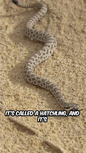 Snake Life Cycle in Detail | Amazing Animal Facts