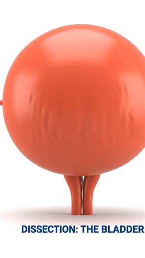 Dissects the Bladder 💧 (Why Can It Stretch So Big?)