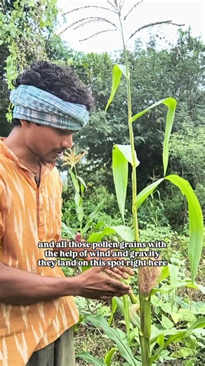 Muthu | How corn kernels are formed and how can we hand pollinate corn🌽 #gardeningtips | Instagram