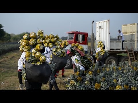 Awesome Pineapple Cultivation - Pineapple Farm and Harvest Agriculture Technology