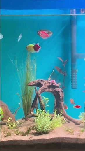 🔴 Fish Tank | Fish for Cats to Watch (4K HDR, Music) Aquarium