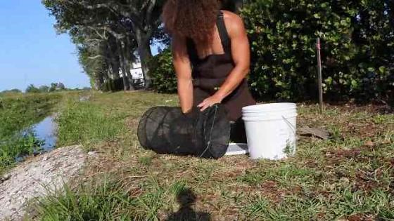 This is what wild bettas look like before the aquarium