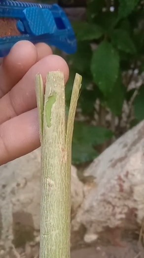 EASY Grafting Method Ideas To Try At Home Now #grafting | Road Into Wild