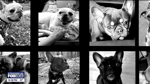 18K views · 95 reactions | FOX 9 first reported on several complaints about concerning dog breeding practices from Minnesota fitness influencer Ali Holman, and her husband, in June. Since then, more than 20 people have come forward with serious complaints. FOX 9’s Corin Hoggard tells their story. | Fox 9 | Facebook