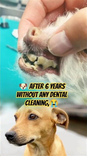 🐶 After 6 years without any dental cleaning, #DogDentalCleaning #PetDentalCare #VeterinaryCare