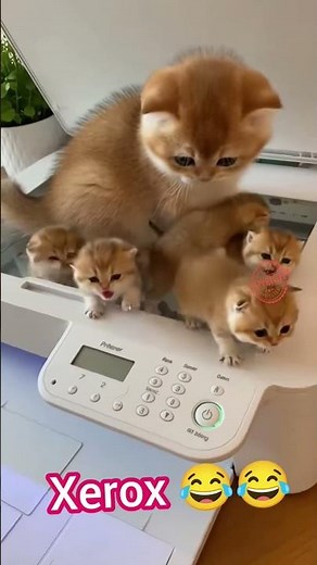 “Copy Machine Se Nikle Billi Ke Bacche 😂🐱 | Sabse Crazy Cat Comedy!” #funnydesign
