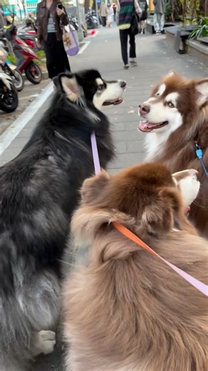 KIMBO on Instagram: "咦？怎麼有消防車的聲音？ 寶哥走著走著停了下來，專心聽了一下。沒錯，就是消防車，妹妹，我們義勇消防分隊出動，於是葛格帶頭妹妹跟上，現場開始警告大家有火警！ 弟弟有點狀況外，可能之前沒有參加消防演習，於是一時反應不過來，眼巴巴的看著葛格姐姐高歌。還好火警似乎只是虛驚一場，倒是路人紛紛停下來看兩寶兩寶賣力演出！ ”Wait... is that a fire truck?“ 🚒💨 Bao stopped in his tracks, tilting his head to listen. Yep, the siren was calling! Our ”Volunteer Furry Fire Brigade“ was officially on duty. 🐾 Big bro took the lead, little sister followed suit, and they started ”warning“ the whole neighborhood with their majestic howls! 🐺📢 Little b