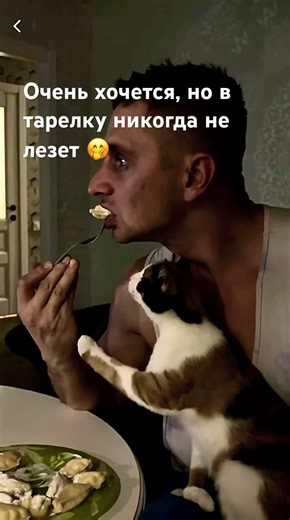 #dinner #cat #cute #cat #humor #beautifulcat #funny #kitty