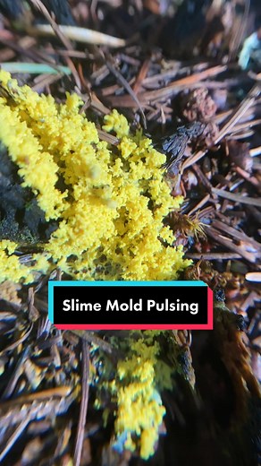 Fascinating Slime Mold Timelapse Movements