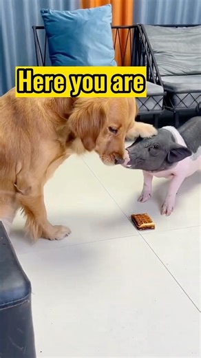 He shared his waffle with the piglet 💕 #dog #friendship #doglover