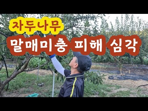 Plum tree leafhopper damage is serious