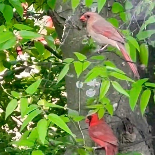 Two Northern Cardinals birds in a tree 🌳 ❤️🐦 #birdwatching #wildlife