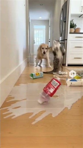 The Purr-fect Crime: Who’s the Real Good Boy? 🐱👀🐶#shorts#animalshorts