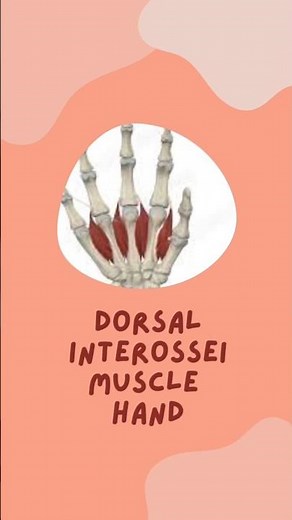 dorsal interosseous muscle of hand