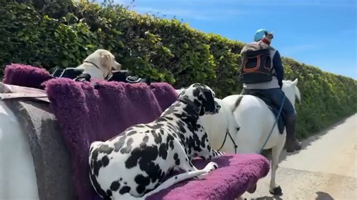 Where hooves roam, paws follow and whiskers wander a truly awesome bunch of tails on today’s trail! 💕 Riding Comet 🦄 with Barney 🦄behind, Louis the cat 🐈‍⬛ Luna the lickamador 🐾 and Nancy the Dalmatian 🐾 Filmed 🎥 by Jeremy Colwill 💕 | Emma Massingale