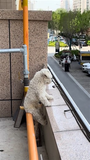 8.9M views · 223K reactions | He’s taking in the view and judging all the passersby 藍藍 | The Woof World | Facebook