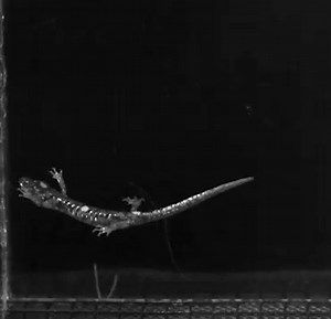 1.3K views · 16 reactions | A salamander that lives high up in the California coastal redwoods has some pretty impressive aerial skills, a UC Berkeley study has found. Read more: https://www.sfchronicle.com/bayarea/article/Watch-these-skydiving-salamanders-that-17191310.php Video courtesy Christian Brown. Edited by Roxanne Makasdjian | San Francisco Chronicle | Facebook