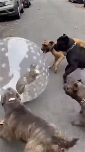 A cat vs dogs. Chaos Outside. Calm Cat Inside