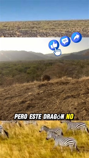 El veneno de los dragones de comodo #alanalbarran #dragon #animales #naturaleza #documental | Alan Albarrán