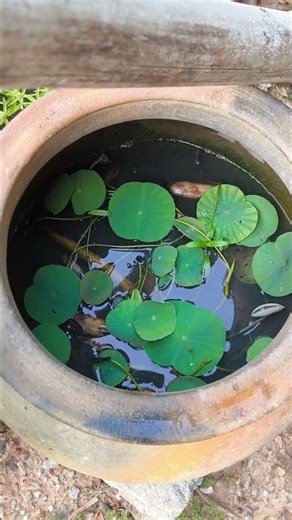 บัวหลวงหน้าบ้าน 🌿 งามตั้งแต่ยังบ่ทันออกดอก