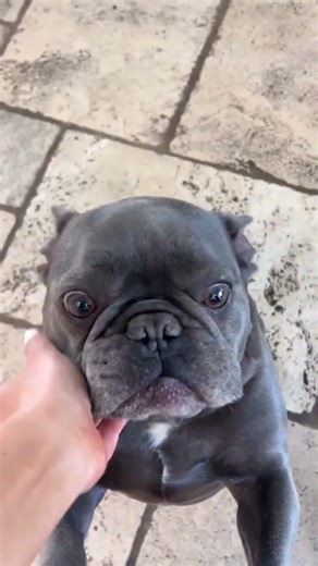 greeting the dog in the morning