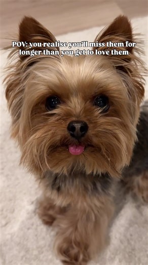 Our time with them is short… so don’t waste any moments with them 🐶 #yorkie #yorkies #yorkshireterrier #dogtok #dogsofttiktok