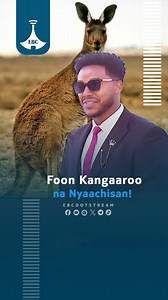 41K views · 2.8K reactions | Foon Kaangaaroo na nyaachisan! Full Program on: https://youtu.be/r4e31-izBwA #etv #EBC #EtvAfaanOromoo #ebcdotstream #GAAF_TOKKO | Etv Afaan Oromoo | Facebook