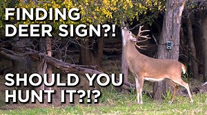 205 reactions · 25 shares | Matt Dye and Adam Keith of Land & Legacy discuss their approach on reading and understanding deer sign like rubs and scrapes. They talk about how they formulate a hunting strategy based on sign they find during the season and whether or not you should hunt directly over it or not. | Whitetail Properties | Facebook