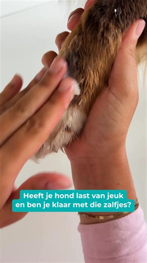 Even serieus...🤔 Als jij al meerdere dingen hebt geprobeerd tegen de jeuk van je hond en niets lijkt écht te werken...🐕 ...Dan is daar waarschijnlijk een logische verklaring voor. De meeste jeukbehandelingen richten zich op de huid. Shampoos, sprays, zalven — ze werken allemaal op hetzelfde niveau: de buitenkant. 🧐 En ja, soms geeft dat verlichting. Tijdelijk. ⌛️ Maar bij chronische jeuk is de huid zelden waar het probleem begínt. De huid is waar het probleem zichtbaar wórdt. 😳 Het verschil 
