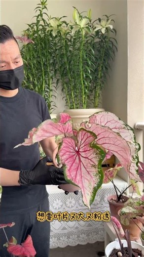 Revolutionary Caladium Growth: Flourishing in Just 30 Days